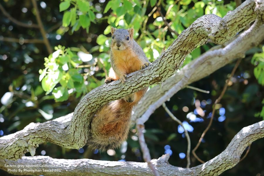 กระรอกเทา Eastern gray squirrels