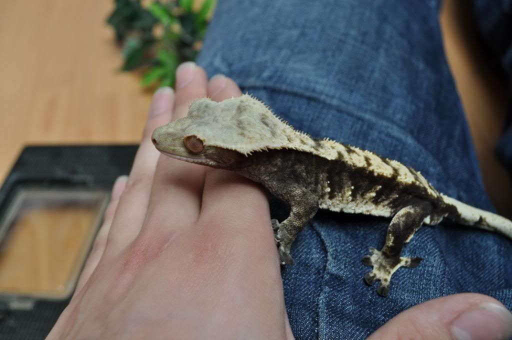 stuck shed & saunas/gecko baths - 301 cresteds