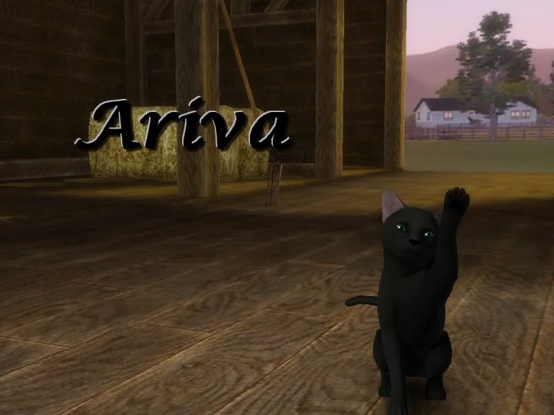 Arivacat.jpg