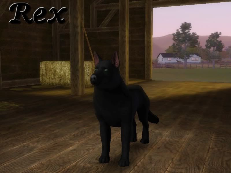 Rexdog.jpg