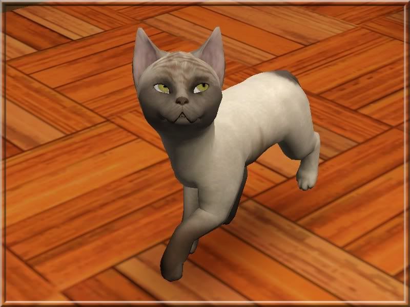 Baby-Ktzchen.jpg