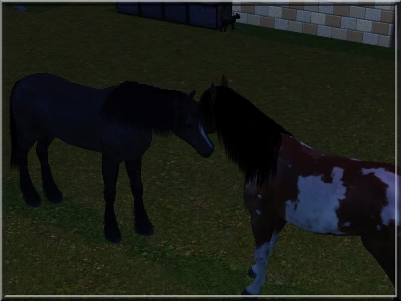 BorrowunddasWildpferd.jpg