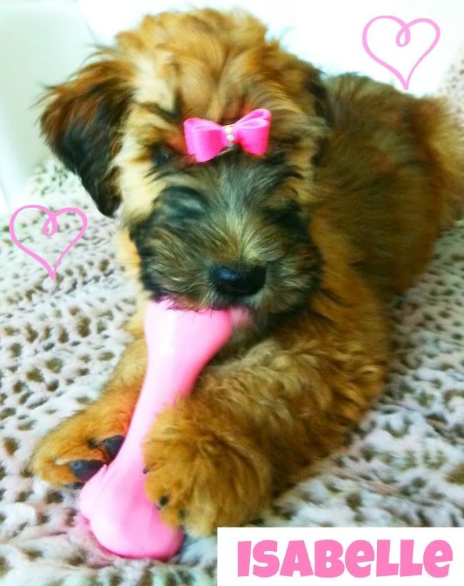 Isabelle & Wheaten Terrier LOVE