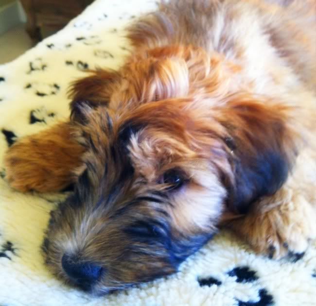 Isabelle & Wheaten Terrier LOVE