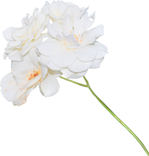  photo 0_7eb0f_315f2111_L.png