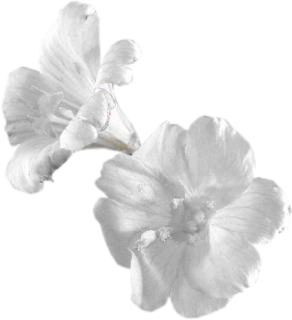  photo 0_8ba23_9a607b1e_L.png