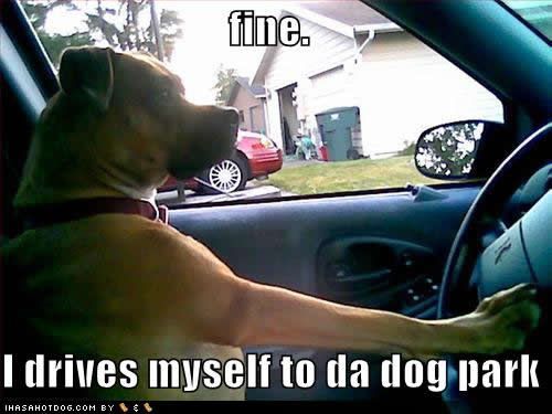  photo funny-dog-pictures-drives-park.jpg
