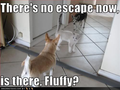  photo funny-dog-pictures-no-escape.jpg