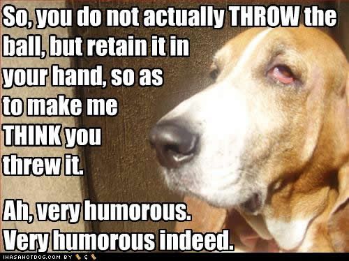  photo funny-dog-pictures-retain-ball.jpg