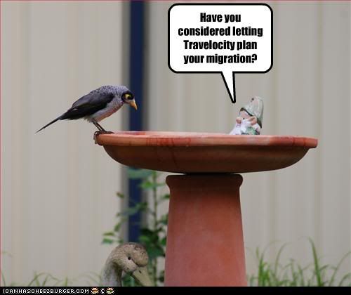  photo funny-pictures-bird-considers-trave.jpg