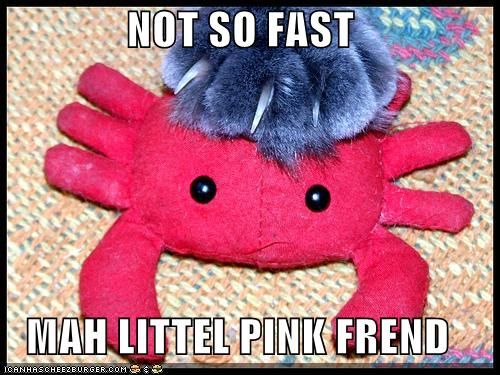  photo funny-pictures-cat-grabs-pink-crab-.jpg