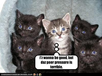  photo funny-pictures-kitten-wants-to-be-g.jpg