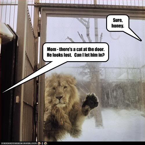  photo funny-pictures-lion-is-outside.jpg
