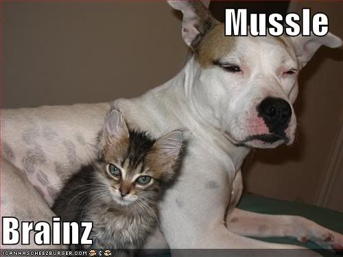  photo funny-pictures-muscle-brains-kitten.jpg