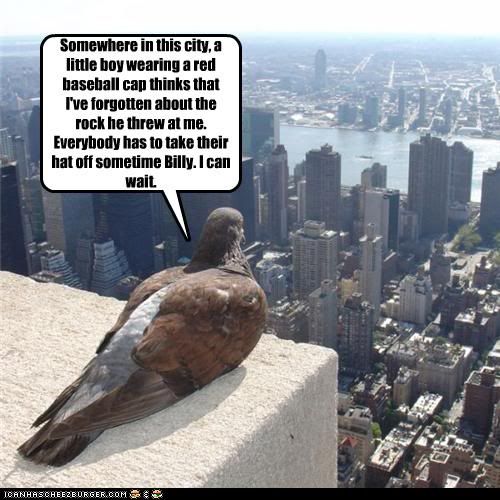  photo funny-pictures-pigeon-waits.jpg
