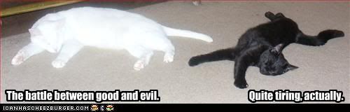  photo funny-pictures-white-and-black-cat-.jpg
