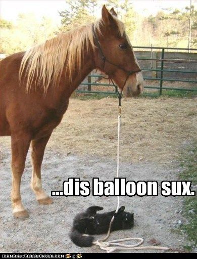  photo funny-cat-pictures-dis-balloon-sux.jpg