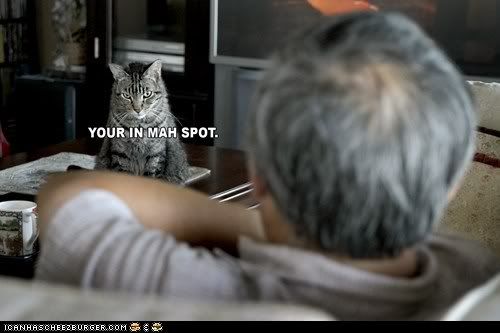  photo funny-cat-pictures-your-in-mah-spot.jpg