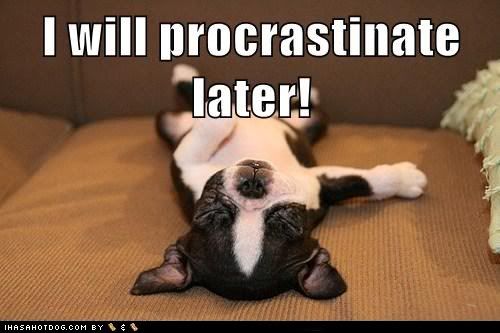  photo funny-dog-pictures-i-will-procrastinate-later.jpg
