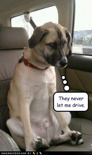  photo funny-dog-pictures-they-never-let-me-drive.jpg