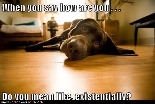  photo funny-dog-pictures-when-you-say-how-are-you-do-you-mean-like-existentially.jpg