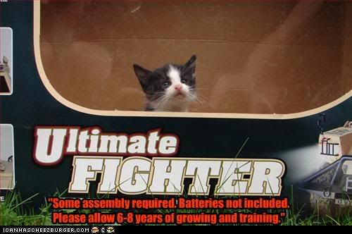  photo funny-pictures-kitten-is-ultimate-f.jpg