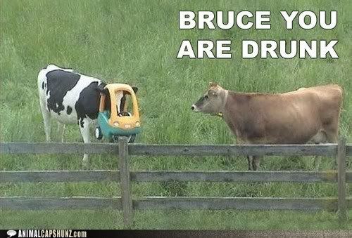  photo funny-animal-captions-bruce-you-are-drunk.jpg