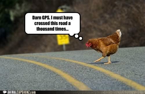  photo funny-animal-captions-darn-gps-i-must-have-crossed-this-road-a-thousand-times.jpg