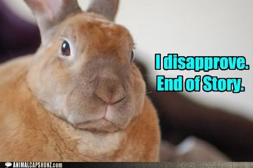  photo funny-animal-captions-disapproving-bunny.jpg