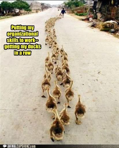  photo funny-animal-captions-getting-my-ducks-in-a-row.jpg