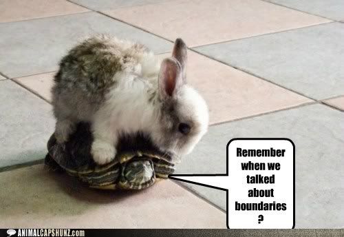  photo funny-animal-captions-some-boundaries-cannot-be-crossed.jpg
