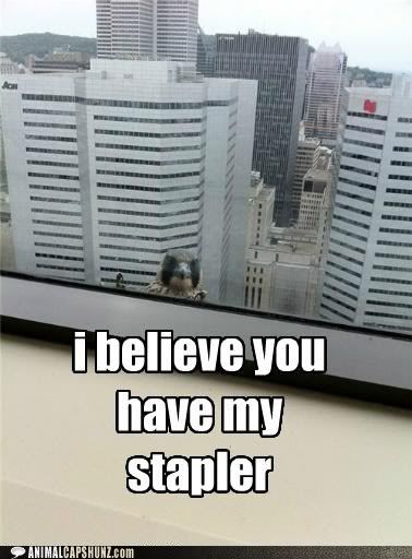  photo funny-animal-captions-stapler.jpg