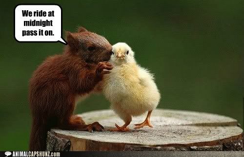  photo funny-animal-captions-they-shall-conquer-all-the-land.jpg