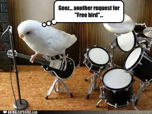  photo funny-animal-captions-yeah-i-hate-college-gigs-too.jpg