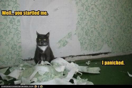  photo funny-cat-pictures-lolcats-why-i-tore-up-the-wallpaper.jpg