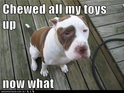 photo funny-dog-pictures-chewed-all-my-toys-up-now-what.jpg