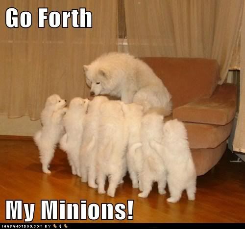  photo funny-dog-pictures-go-forth-my-minions.jpg