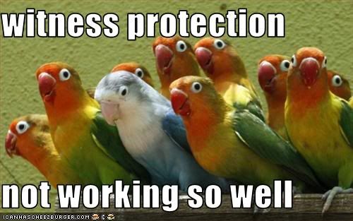  photo funny-pictures-bird-is-in-witness-p.jpg