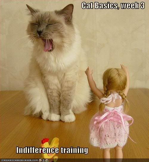  photo funny-pictures-cat-doll-indifferenc.jpg