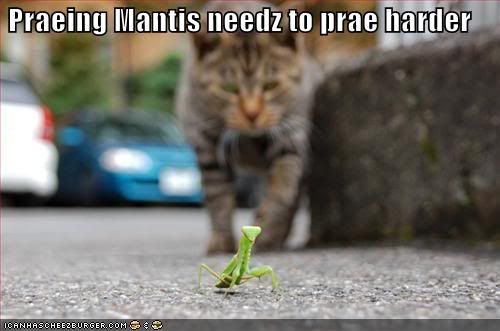  photo funny-pictures-cat-preying-mantis-n.jpg
