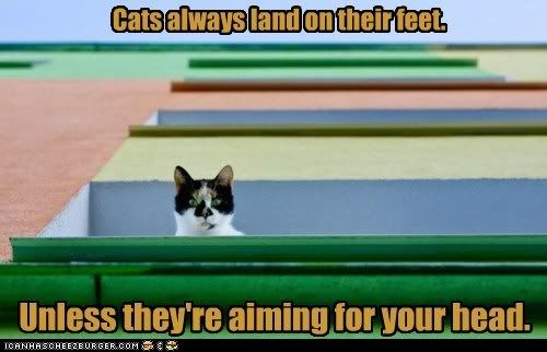  photo funny-pictures-cats-always-land-on-their-feet.jpg