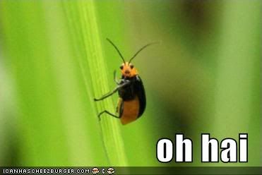  photo funny-pictures-oh-hai-bug.jpg