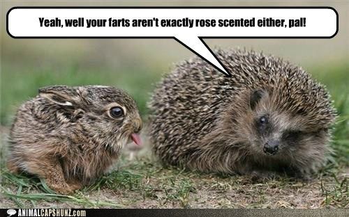  photo funny-animal-captions-no-bunny-farts-smell-like-carrots.jpg