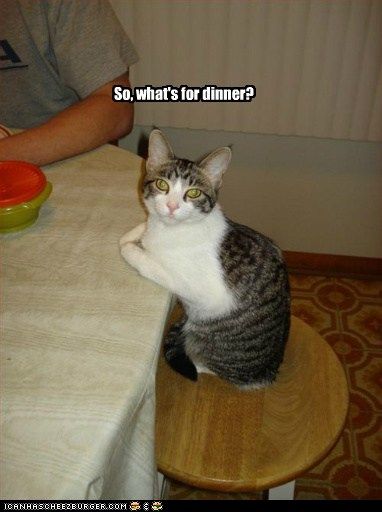  photo funny-cat-pictures-so-whats-for-dinner.jpg