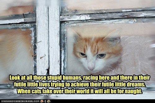  photo funny-cat-pictures-though-we-may-race-them-just-to-amuse-us.jpg
