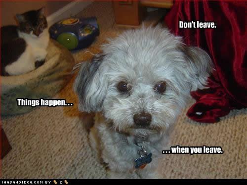  photo funny-dog-pictures-dont-leave.jpg