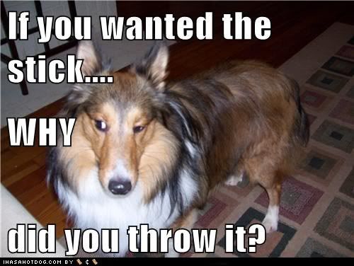  photo funny-dog-pictures-if-you-wanted-the-stick-why-did-you-throw-it.jpg