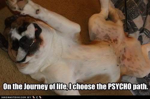  photo funny-dog-pictures-on-the-journey-of-life-i-choose-the-psycho-path.jpg