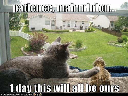  photo funny-cat-pictures-patience-mah-minion-day-this-will-all-be-ours.jpg