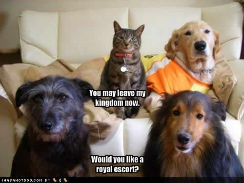  photo funny-dog-pictures-royal-escort.jpg